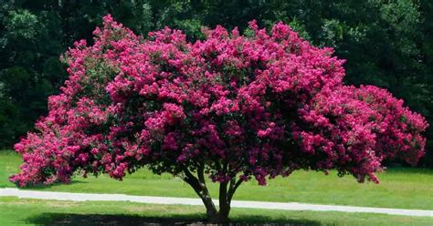 A Closer Look at Dark Hour Magic: The Intricacies of Crepe Myrtle